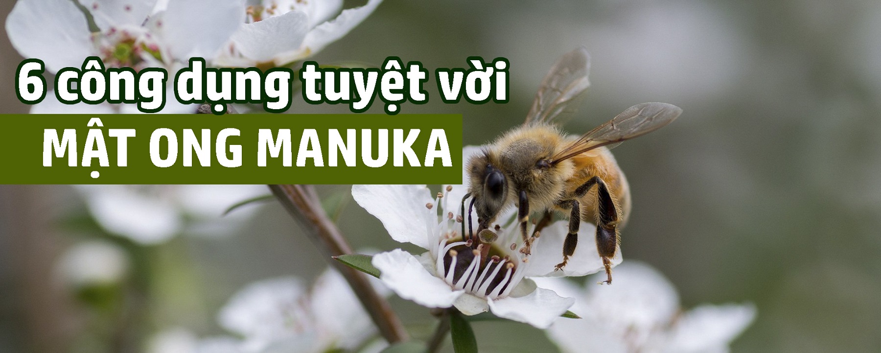 Mật ong Manuka có khả năng ngăn ngừa viêm loét dạ dày không?